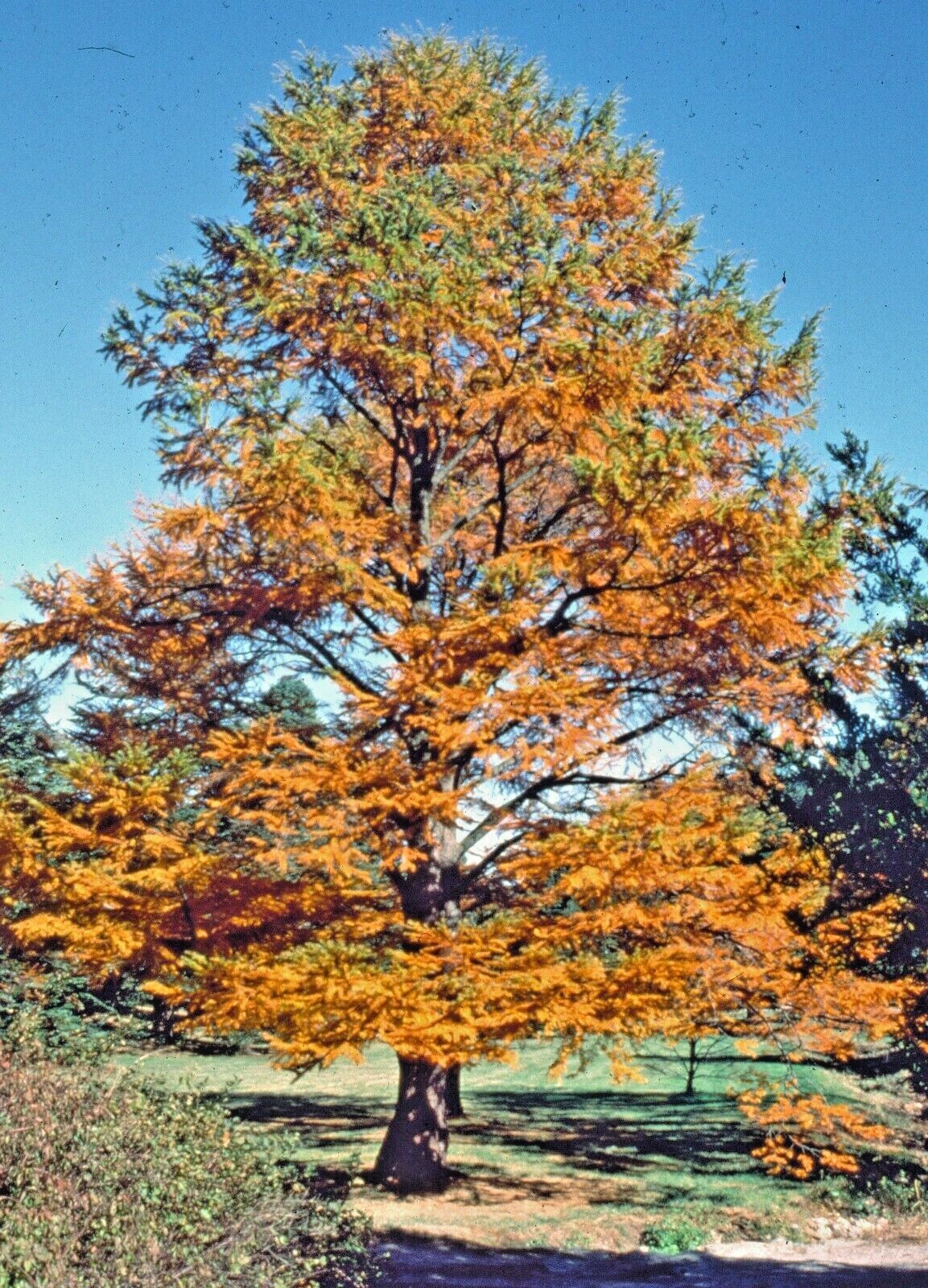 12 GOLDEN LARCH SEEDS – Pseudolarix amabilis