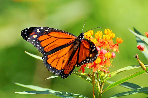 50 BUTTERFLY WEED SEEDS | SALE FREE SHIPPING NON GMO HEIRLOOM