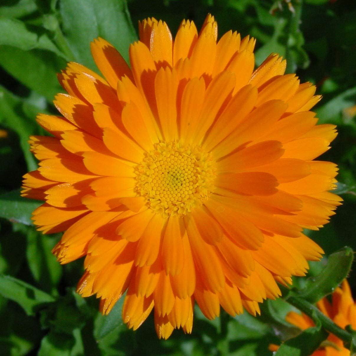 Orange Calendula Flower Seeds, “COOL BEANS N SPROUTS” Brand. Home Gardening.