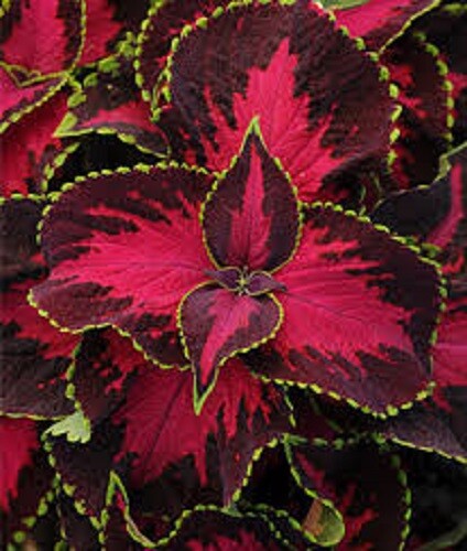 MPB#1 Coleus Premium Sun Chocolate Cherry 15 Pelleted Coleus Seeds