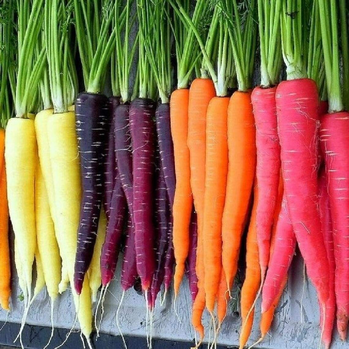 500 Rainbow Carrot Seeds to Grow Colorful Blend of Exotic Carrots