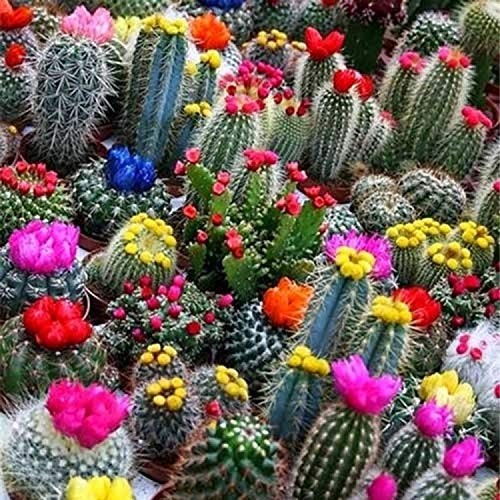 Seeds Cactus Variety Mix Beautiful Succulents Balcony Garden for Planting