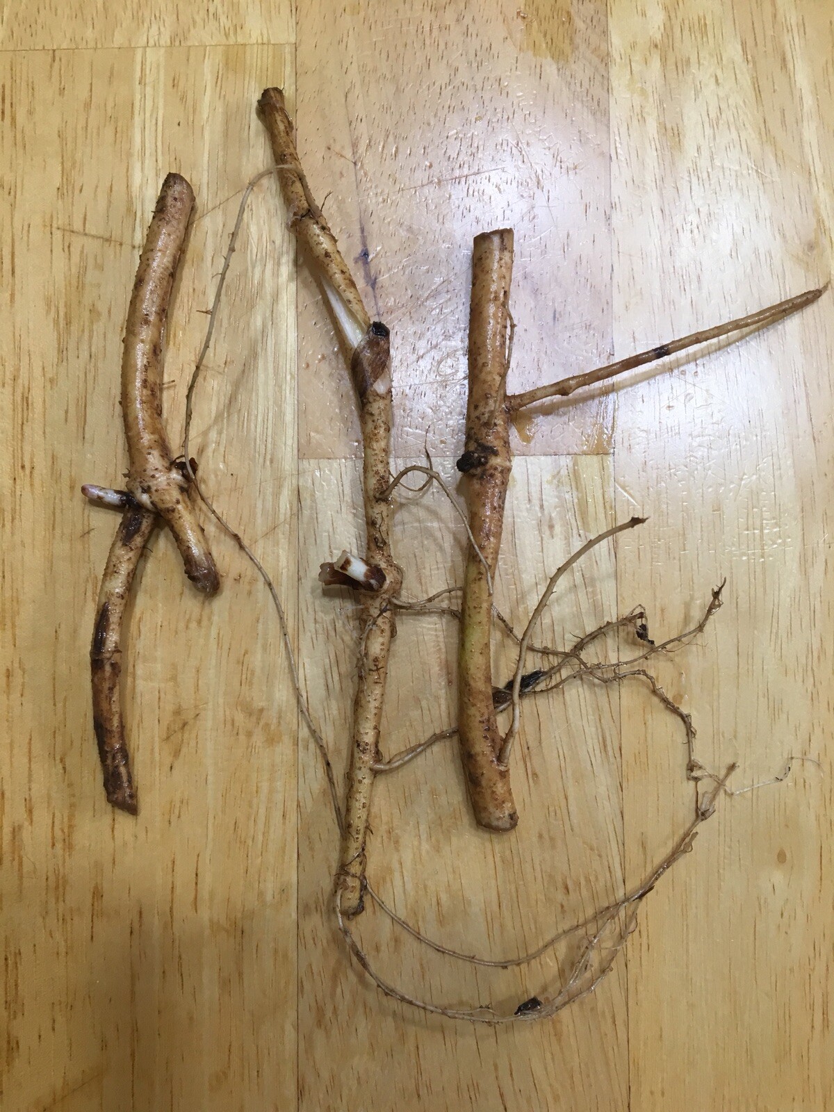 Ideal Mother’s or Father’s Day Gifts. 10 Organic Zeus Hop Rhizomes, $60.