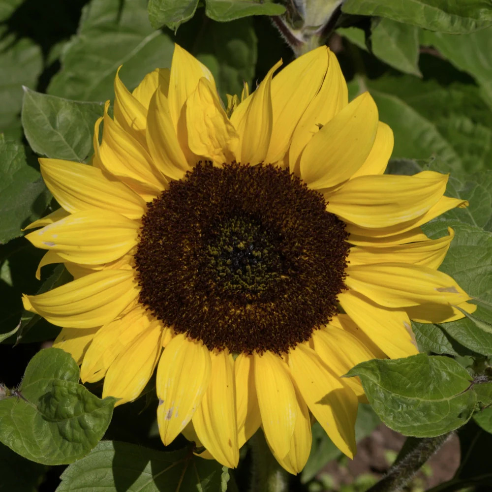 Yellow Pygmy Sunflower Seeds For Planting (Helianthus annuus)