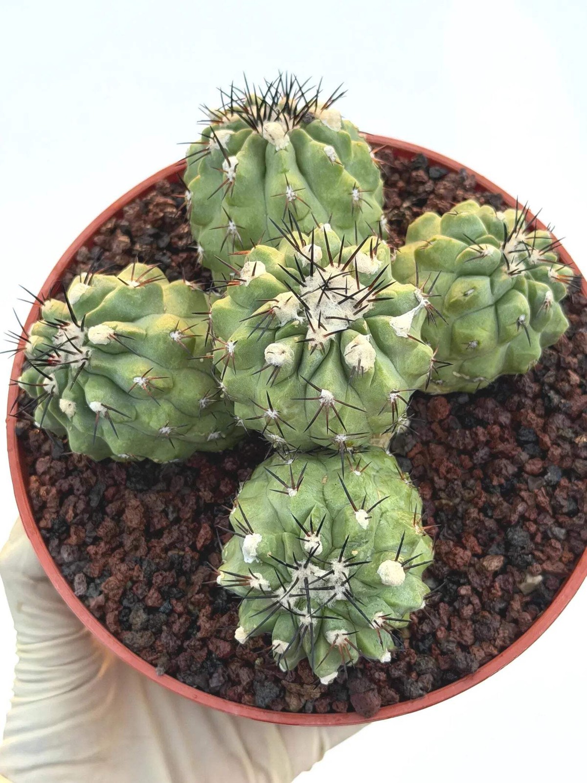 Copiapoa Cinerea Hybrid Cluster | Rare Collector Desert Succulent Plant