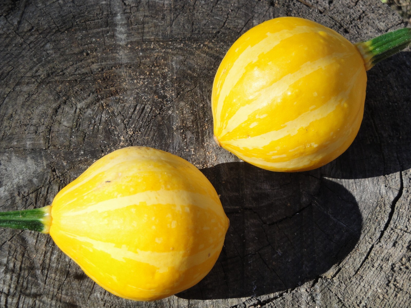 Lemon Squash 10+ Seeds Organic FRESH from 2023 Non-GMO
