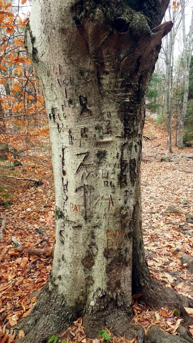 5 American Beech Tree Seeds (Fagus grandifolia) Hardy Zones 3-9 Fresh Nov. 25