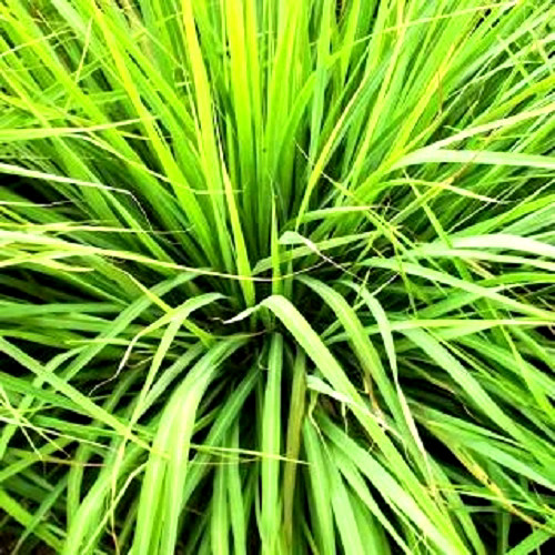 15 Lemongrass Stalks/Plugs – Live Organic Cymbopogon Plant,Rooted Lemon Grass