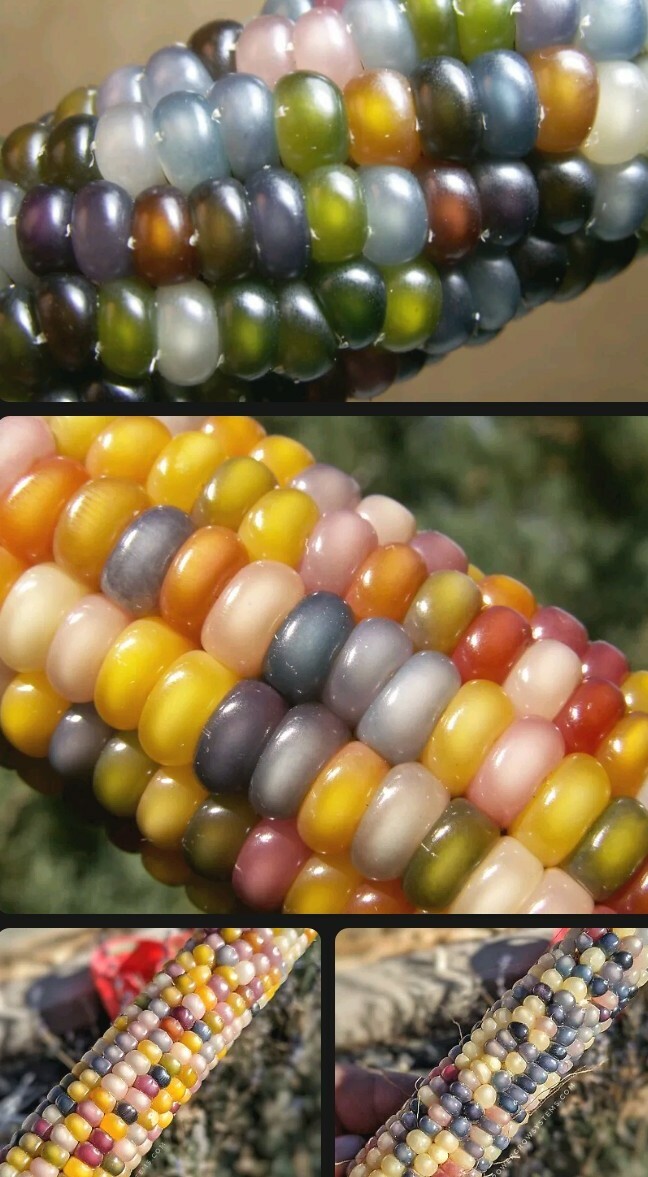 Glass Gem Corn Seeds (10 seeds) Organic USA Grown