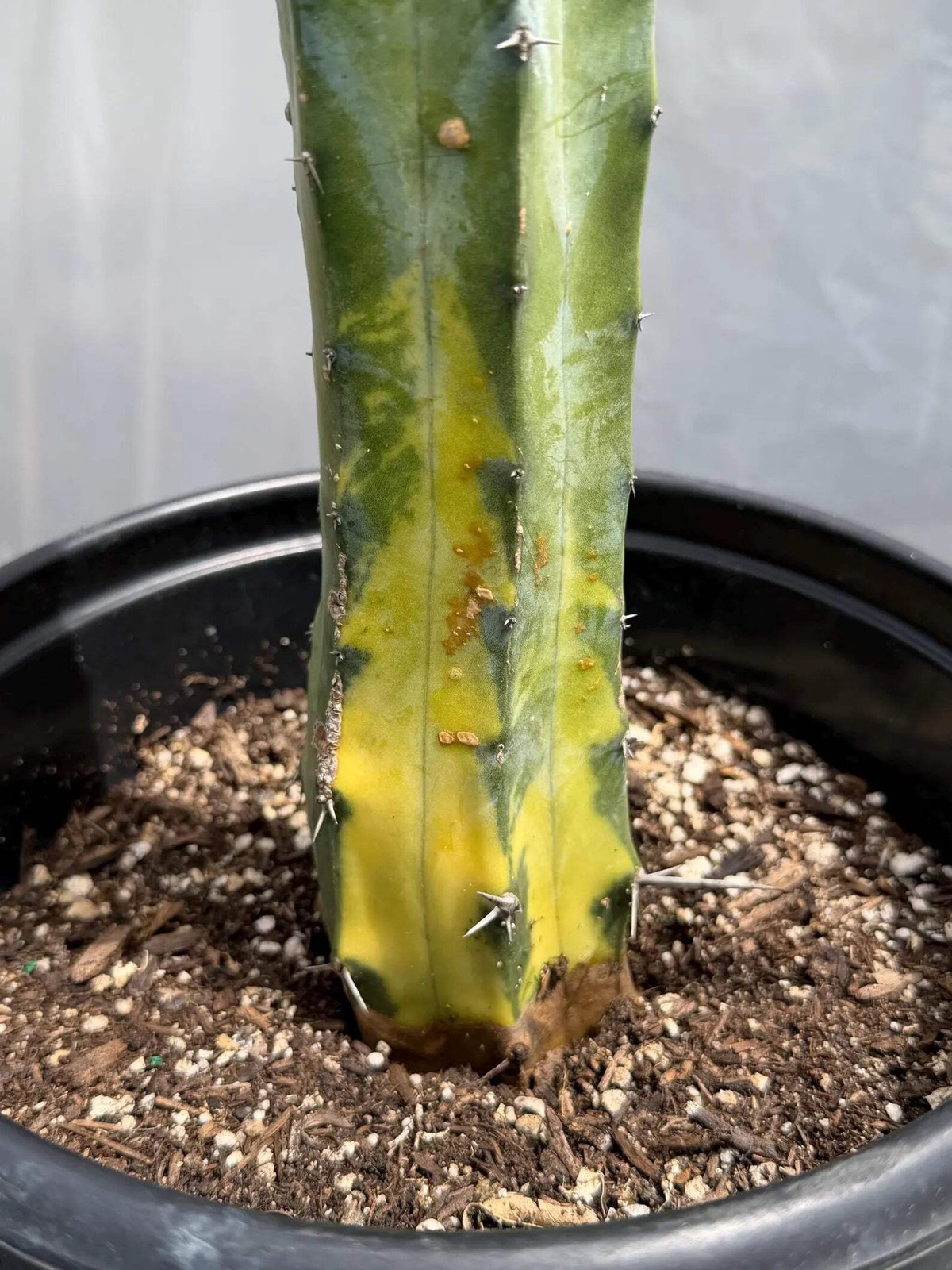 Variegated Blue Pilosocereus Pachycladus | Rare Blue Live Cactus Plant #181