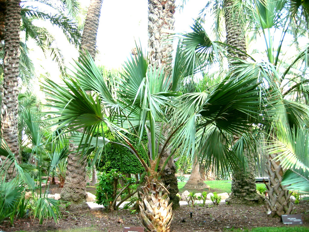 Sabal bermudana “Bermuda palmetto” Palm Cold Hardy to 5F! Palm – 25 seeds