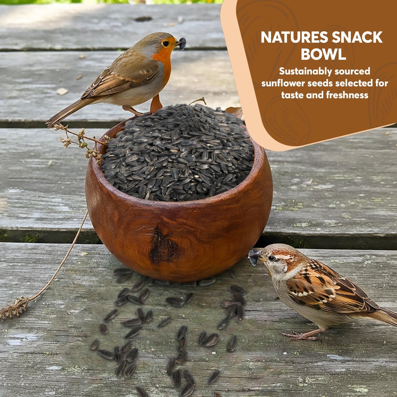 10 lb Black Oil Sunflower Seeds for Birds – Premium Non-GMO Wildlife Food