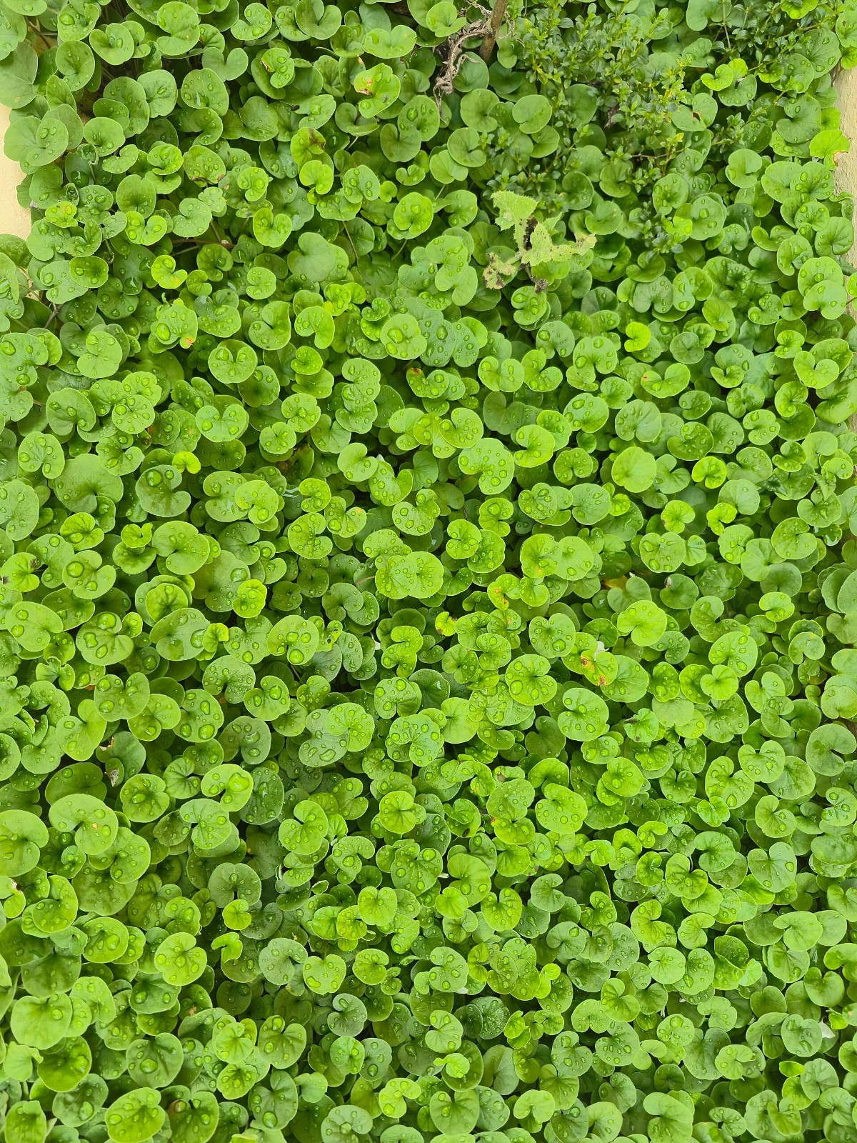No Mow Lawn Dichondra Seeds – 1.5 lbs Lush Ornamental Ground Cover 1500 sq ft