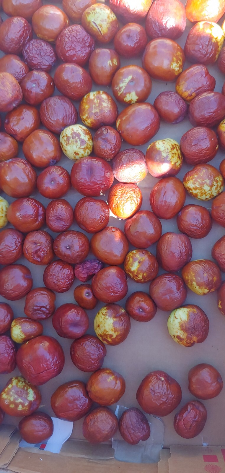 15 JUJUBE FRUIT TREE SEEDS RED CHINESE DATE INDIAN PLUM Superfruit Fast Hardy