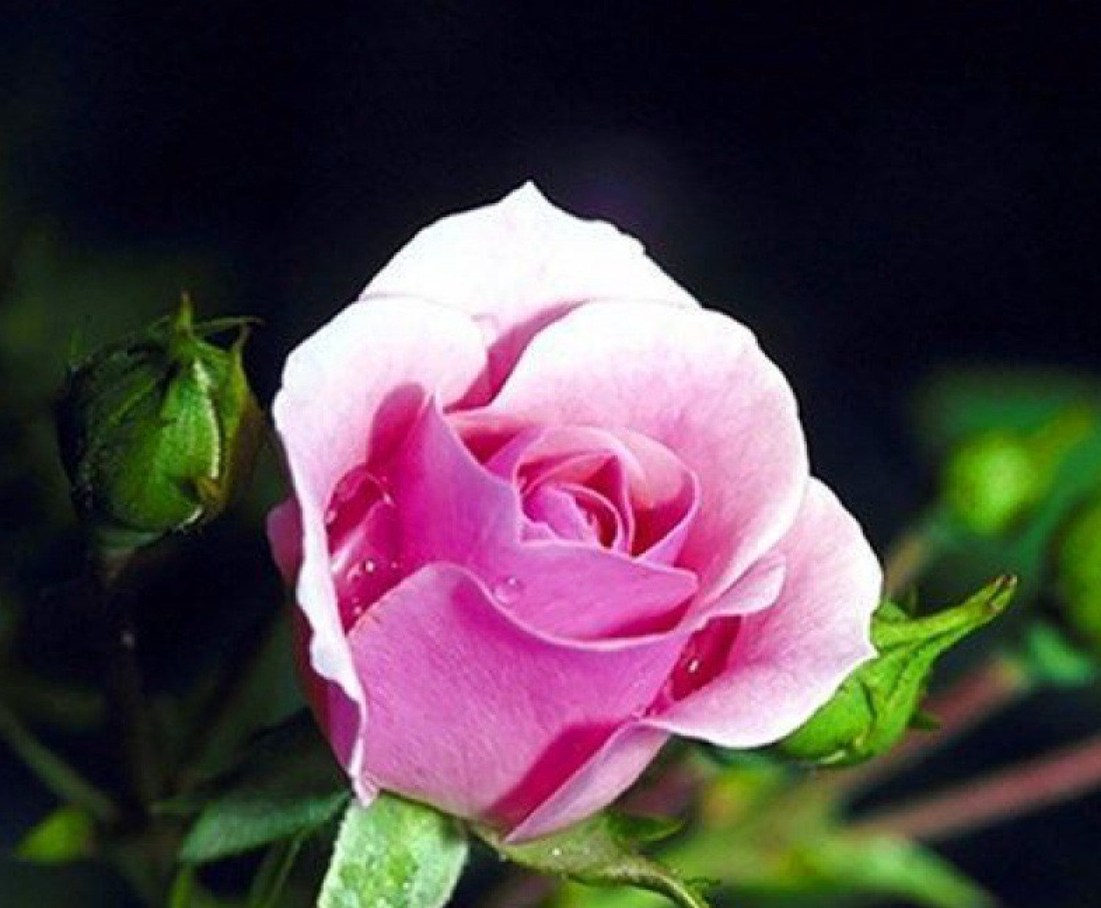 20 SEEDS for CLASSIC PINK BEAUTY Rose hybrid flower Bush exotic plant USA Seller