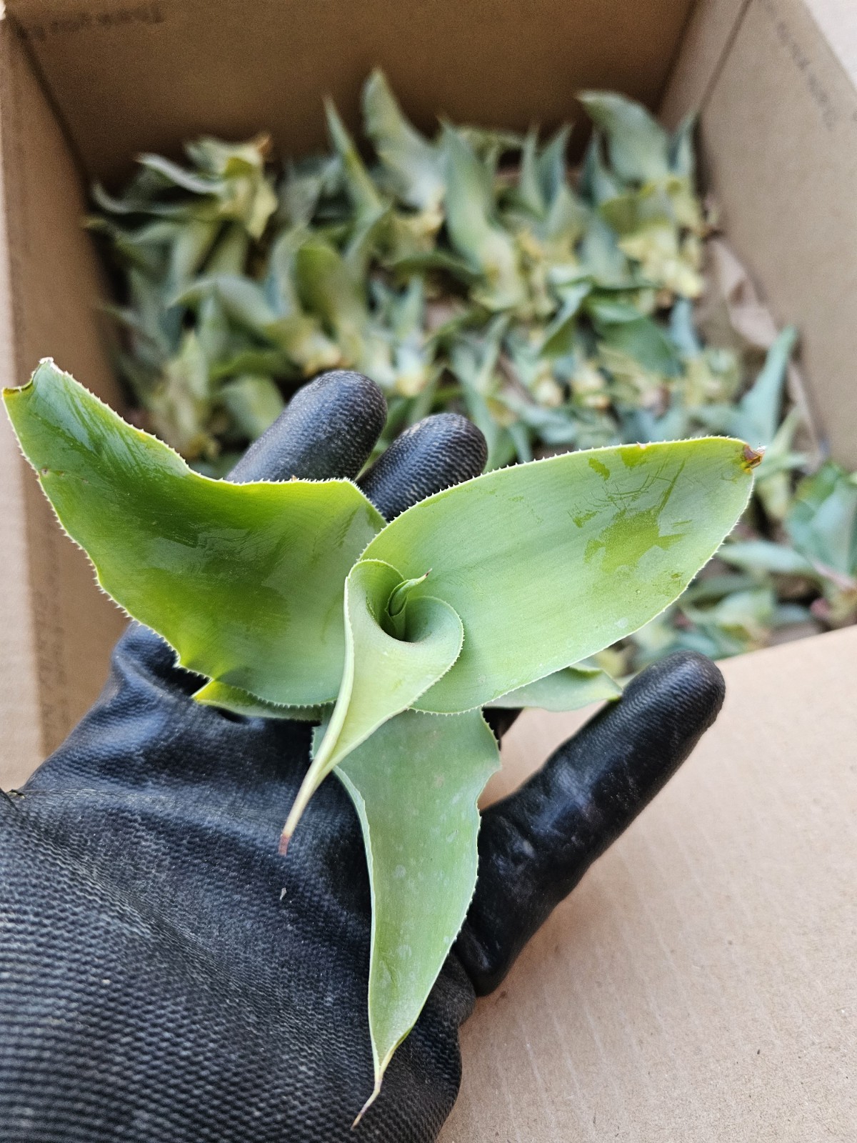 Agave Vilmoriniana Seeds, 125 pack; Aka: Amolé & Octupus Agave