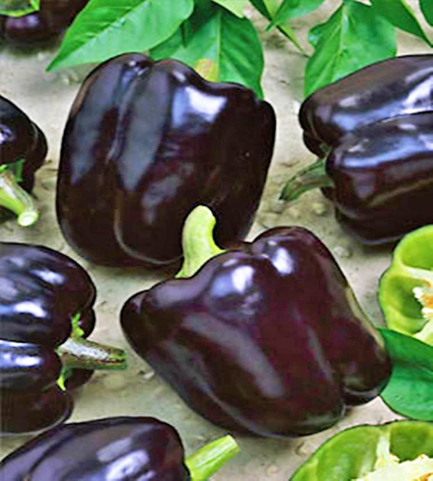 Midnight Dreams, Sweet Bell Pepper