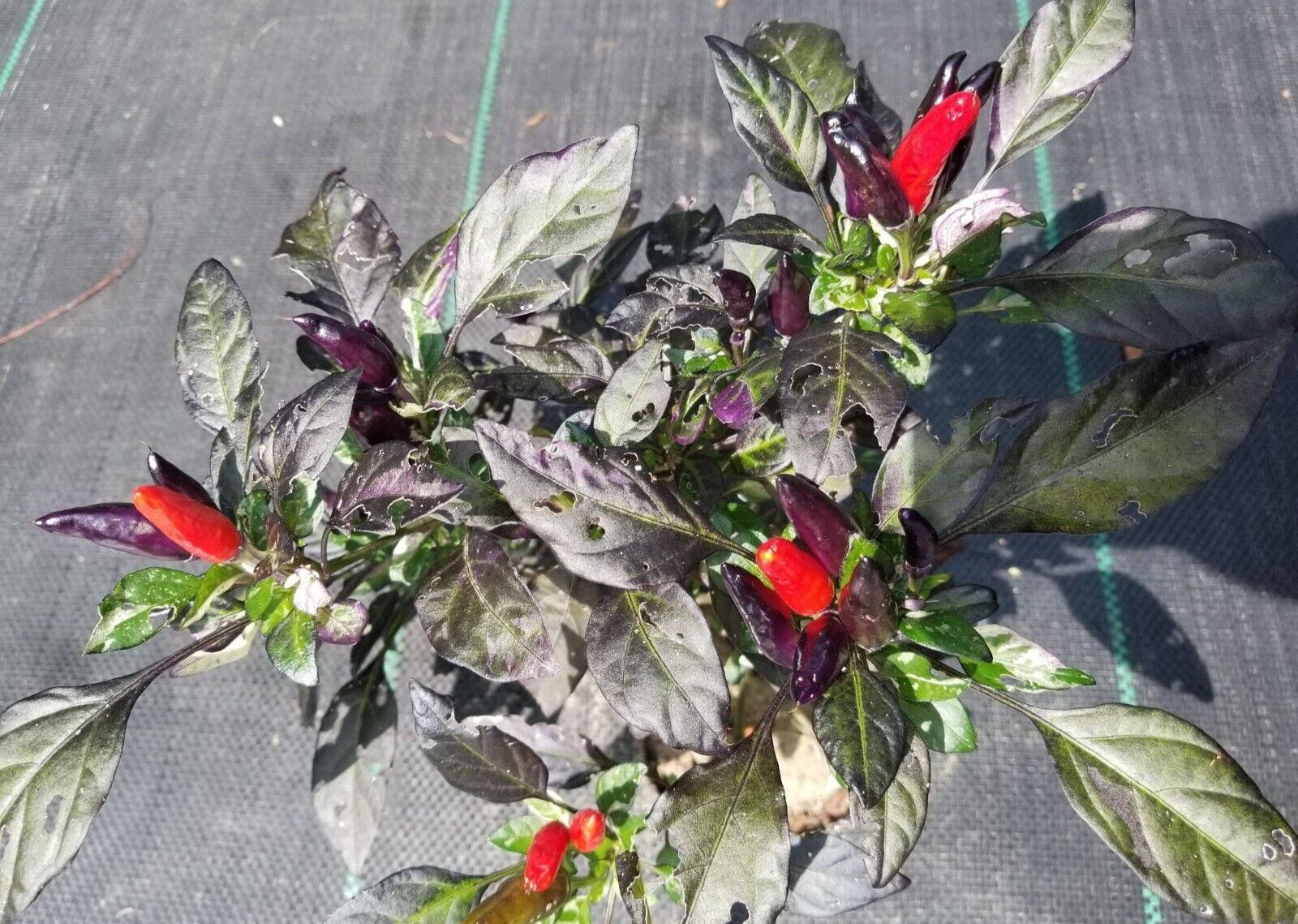 Midnight Mass Pepper 12 Seeds