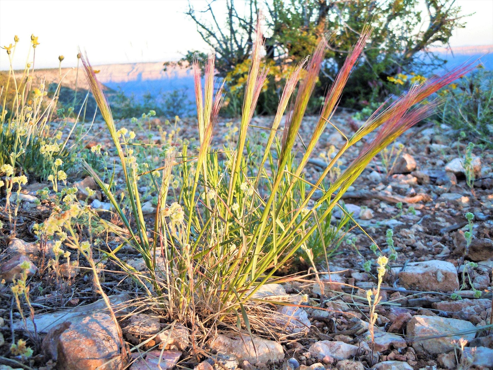 300 Bottlebrush SQUIRRELTAIL RYE GRASS Elymus Elymoides Sitanion Hystrix Seeds