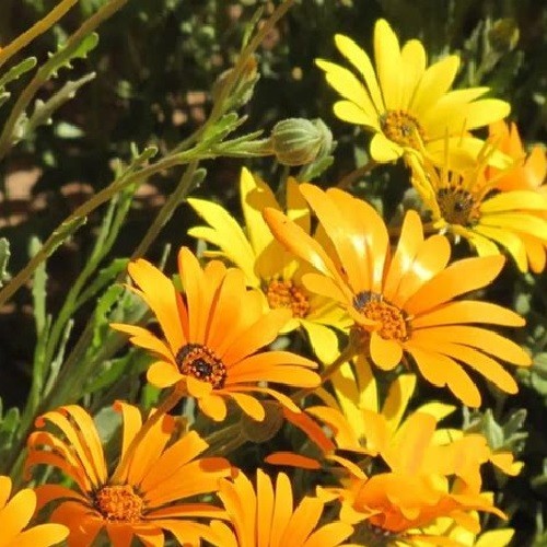 1,000 To 5,000 African Daisy Seeds (Osteospermum) Heirloom Vibrant Mixed Colors