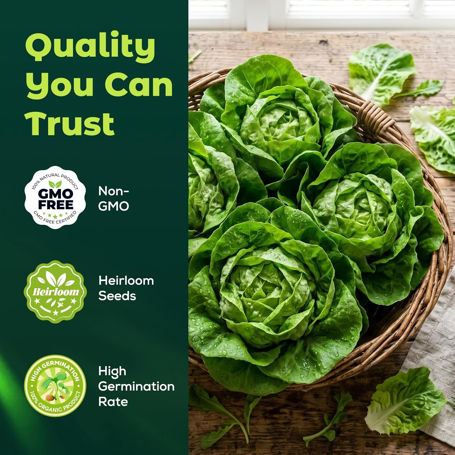 Buttercrunch Lettuce Seeds – 2500 Heirloom Seeds for Planting, Butter Lettuce Se
