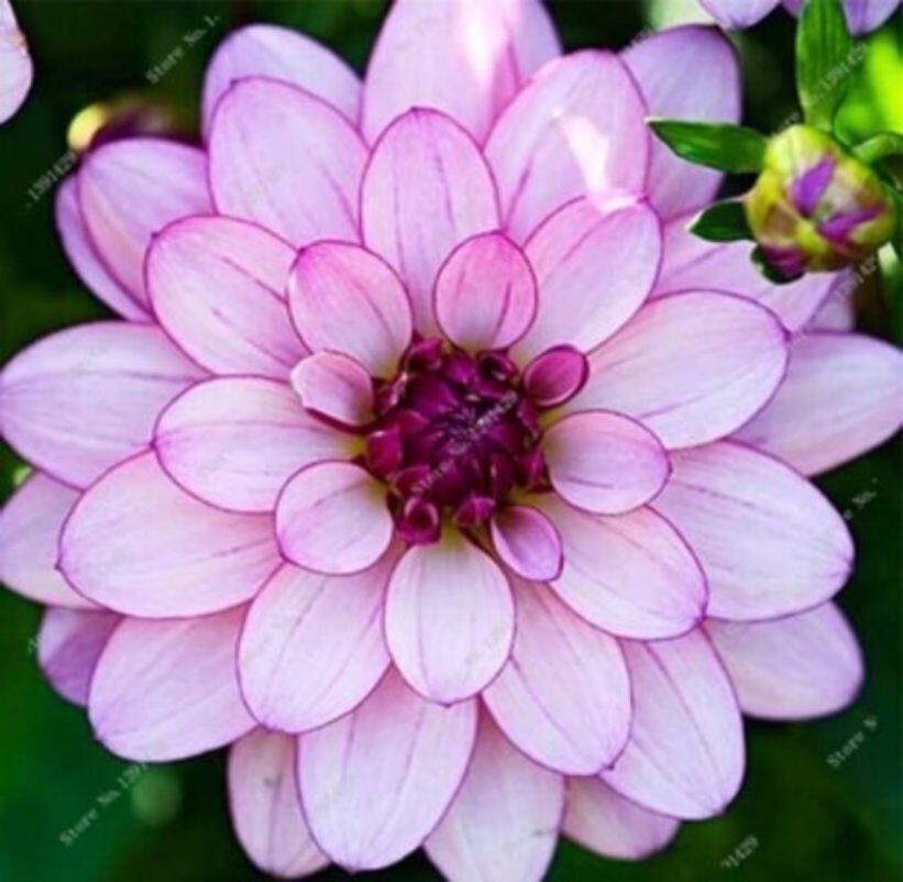US-Seller Rare Beautiful Perennial Dahlia Flowers Seeds 20PCS