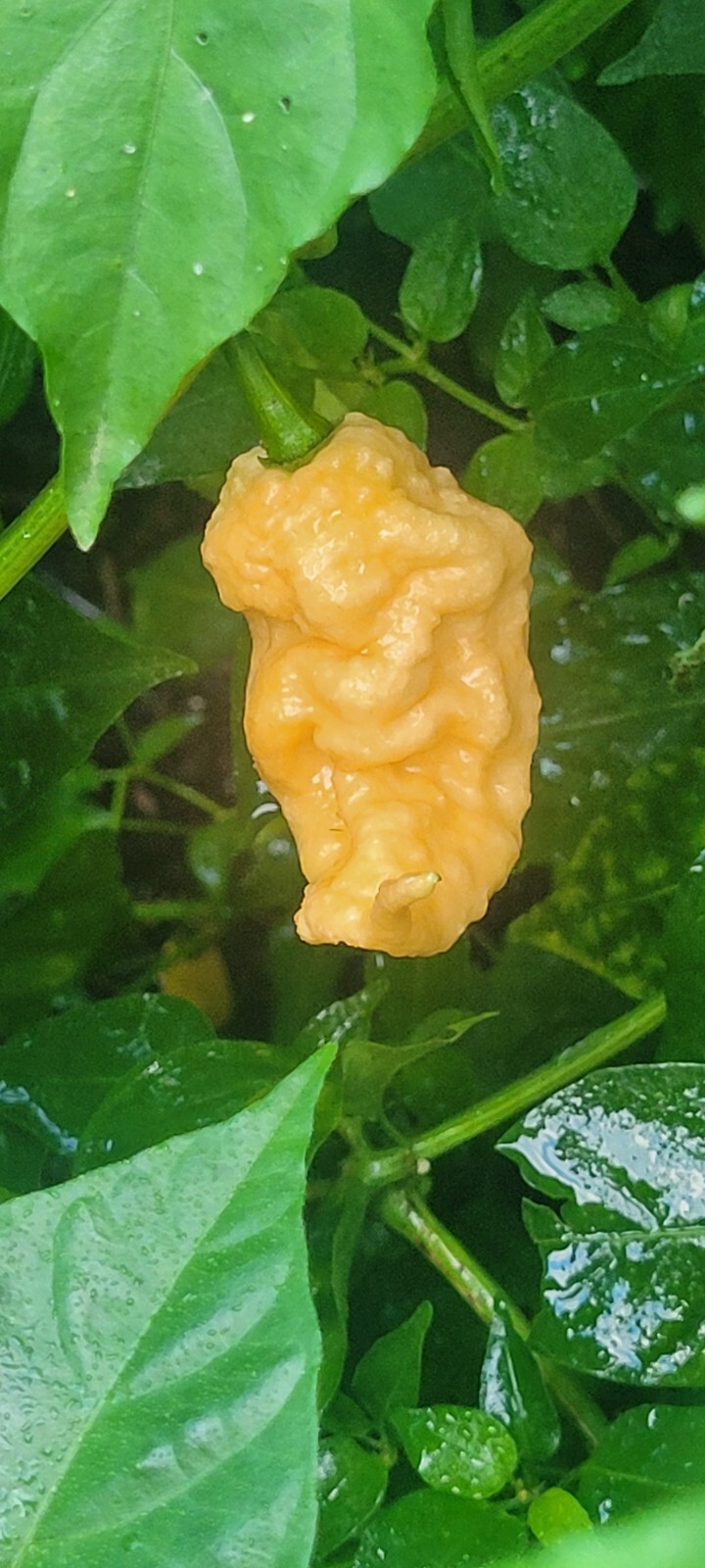 Ghost Pepper Peach Scorpion Pepper Seeds (10+ per pack)