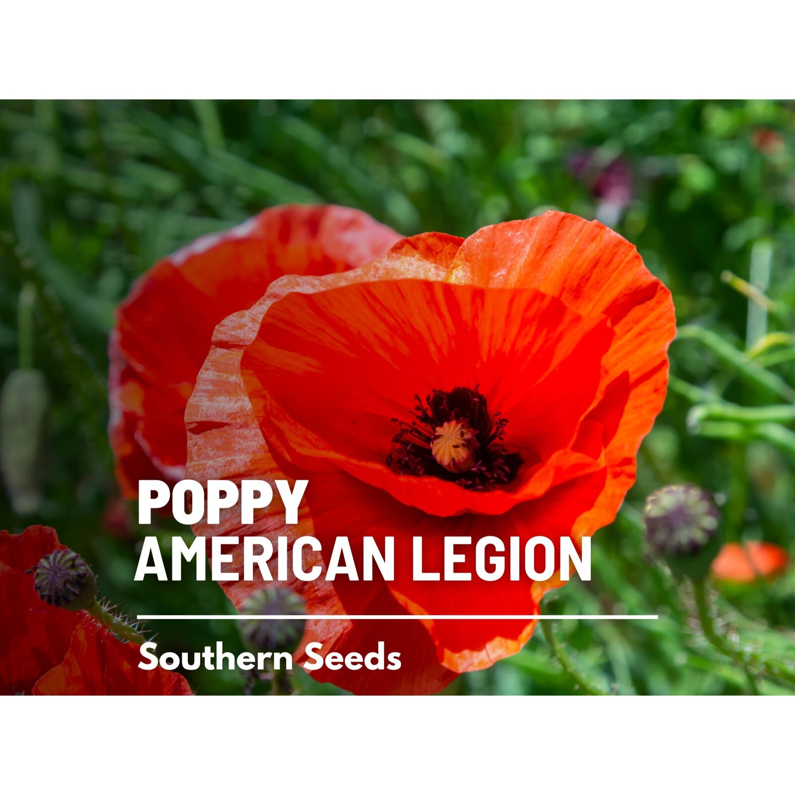 Poppy, American Legion – 100 Seeds – Heirloom Flower, Flanders, Red Corn Poppy,