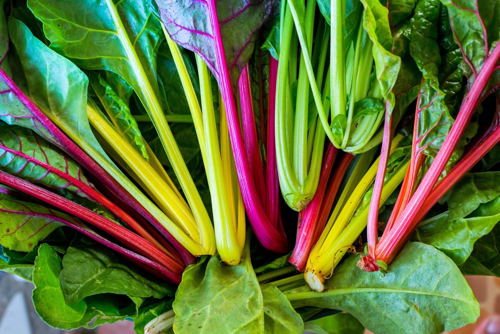 150 Northern Lights Mix SWISS CHARD Perpetual Spinach Beta Vulgaris Greens Seeds