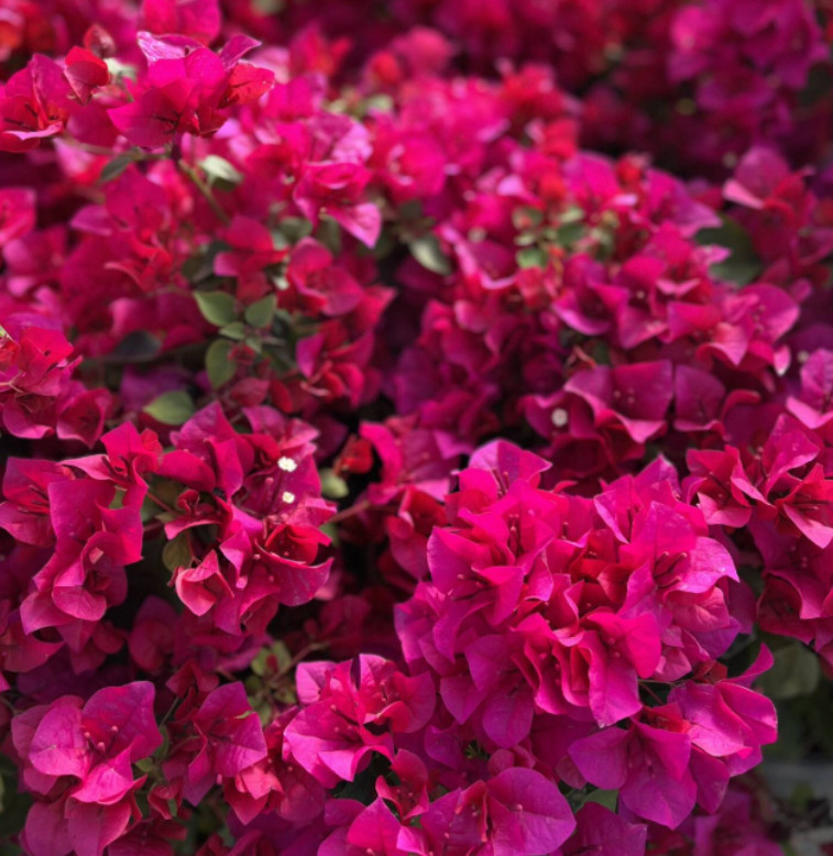 Set 2 Juanita Hatten Bougainvillea Plants – 4-10″ Tall – Hardy Bougainvillea