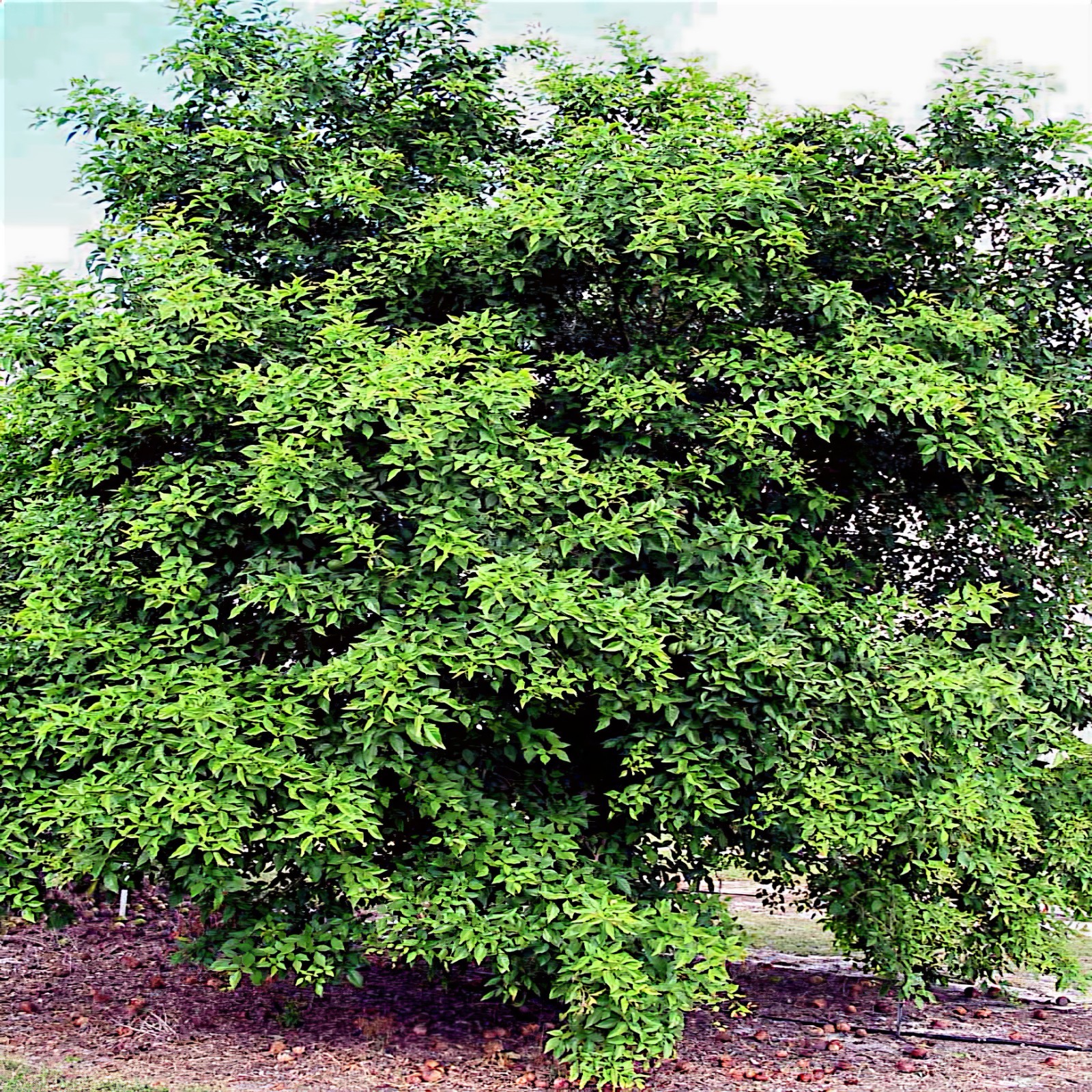 20 Bael Fruit Tree Seeds (Aegle marmelos) Bengal Quince Stone Apple Plant RARE!