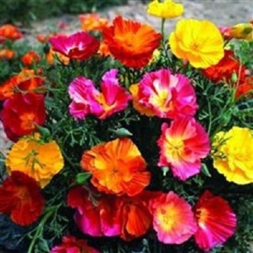 40+ Thai Silk California Poppy Flower Seeds / Perennial