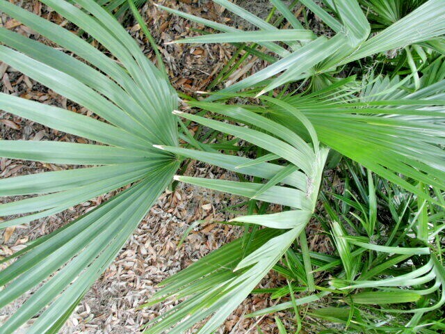 15 DWARF PALMETTO PALM SEEDS – Sabal Minor