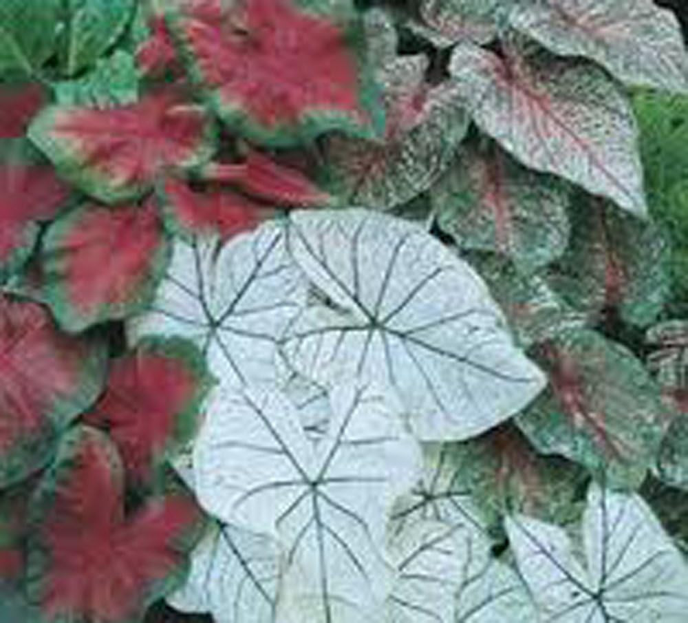 Caladium Bulbs, Fancy Mix, Pack of 10 (Ten), Easy to Grow, Colorful Mix, HOSTA,
