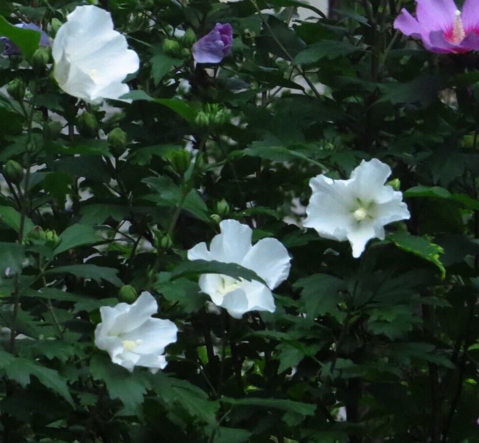 50+White Rose of Sharon Seeds(Hibiscus syriacus/Aphrodite Althea/hardy hibiscus)
