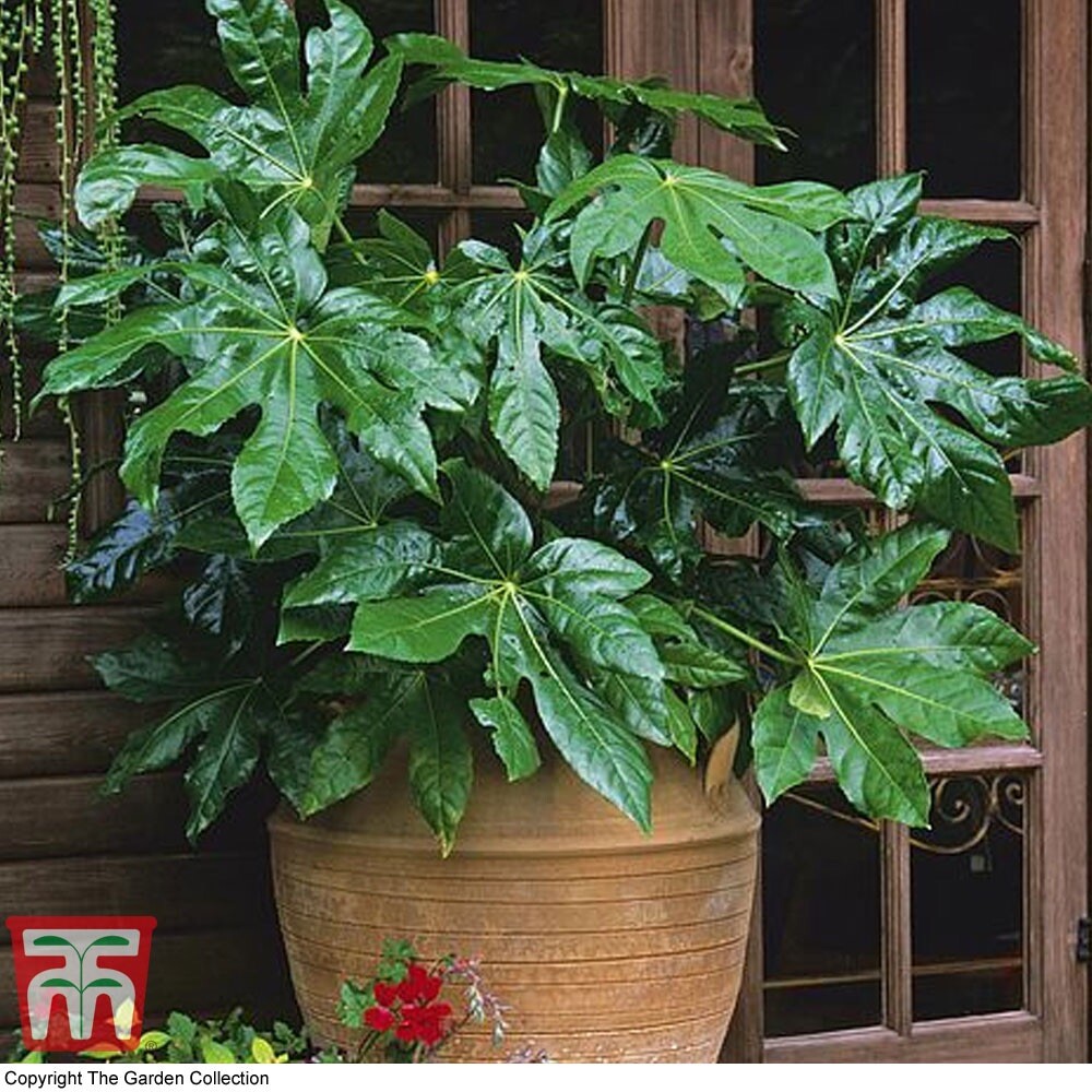 Fatsia Japonica, Japanese Fatsia – 20 Seeds 2023 – USA