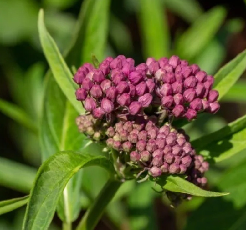 Purple Milkweed Plant – 3-8″ Tall – Native for Monarch Butterfly & Pollinator
