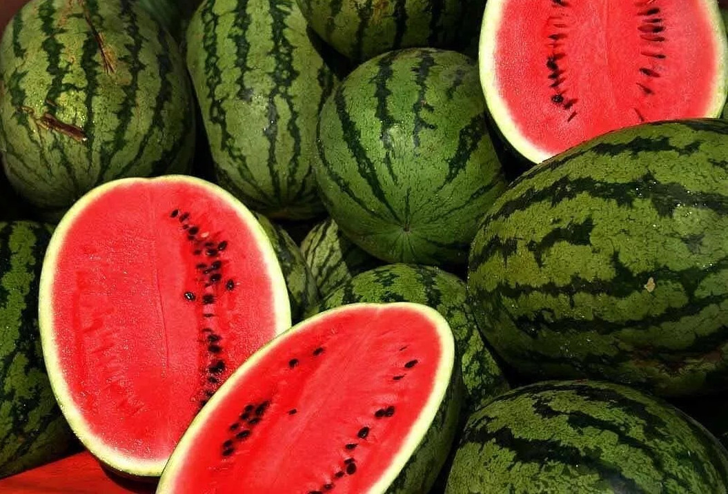 50+ KLECKLEY’S SWEET WATERMELON SEEDS – LARGE & SUPER SWEET – HEIRLOOM — FRESH
