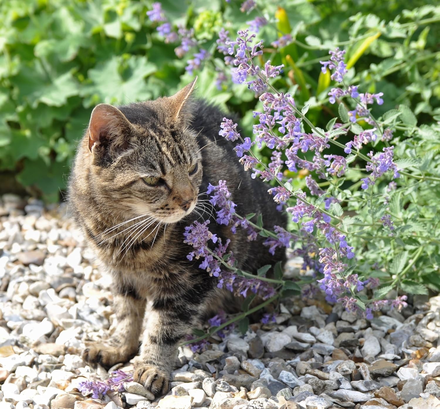 Catnip Seeds – 700+ Heirloom, Non-GMO, Fragrant, Low Maintenance Herb