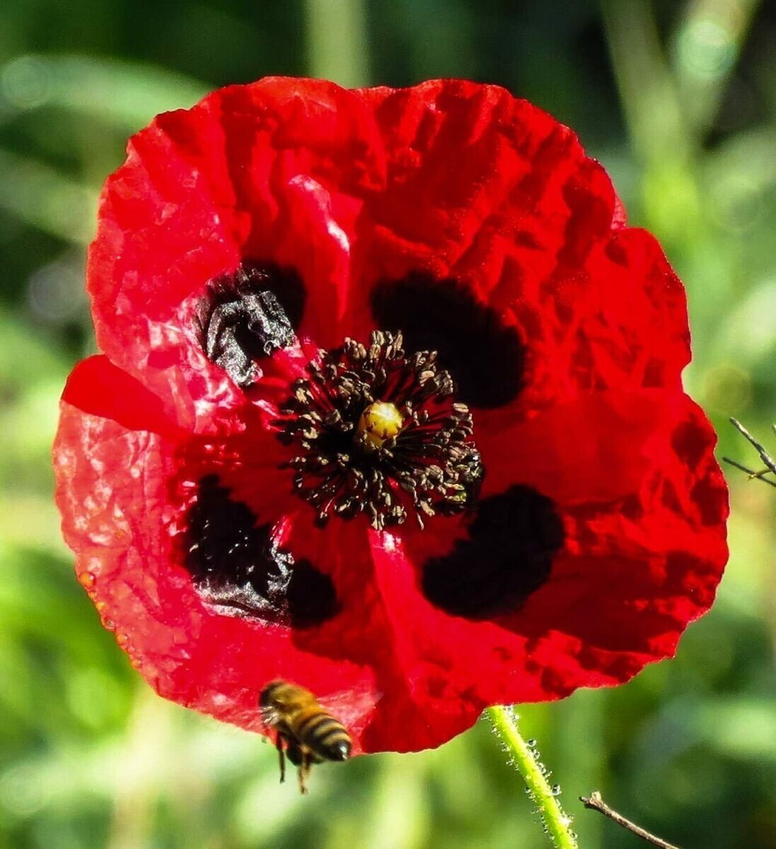200+ Turkish Tulip Poppy Seeds for Garden Planting – USA – FREE SHIPPING!