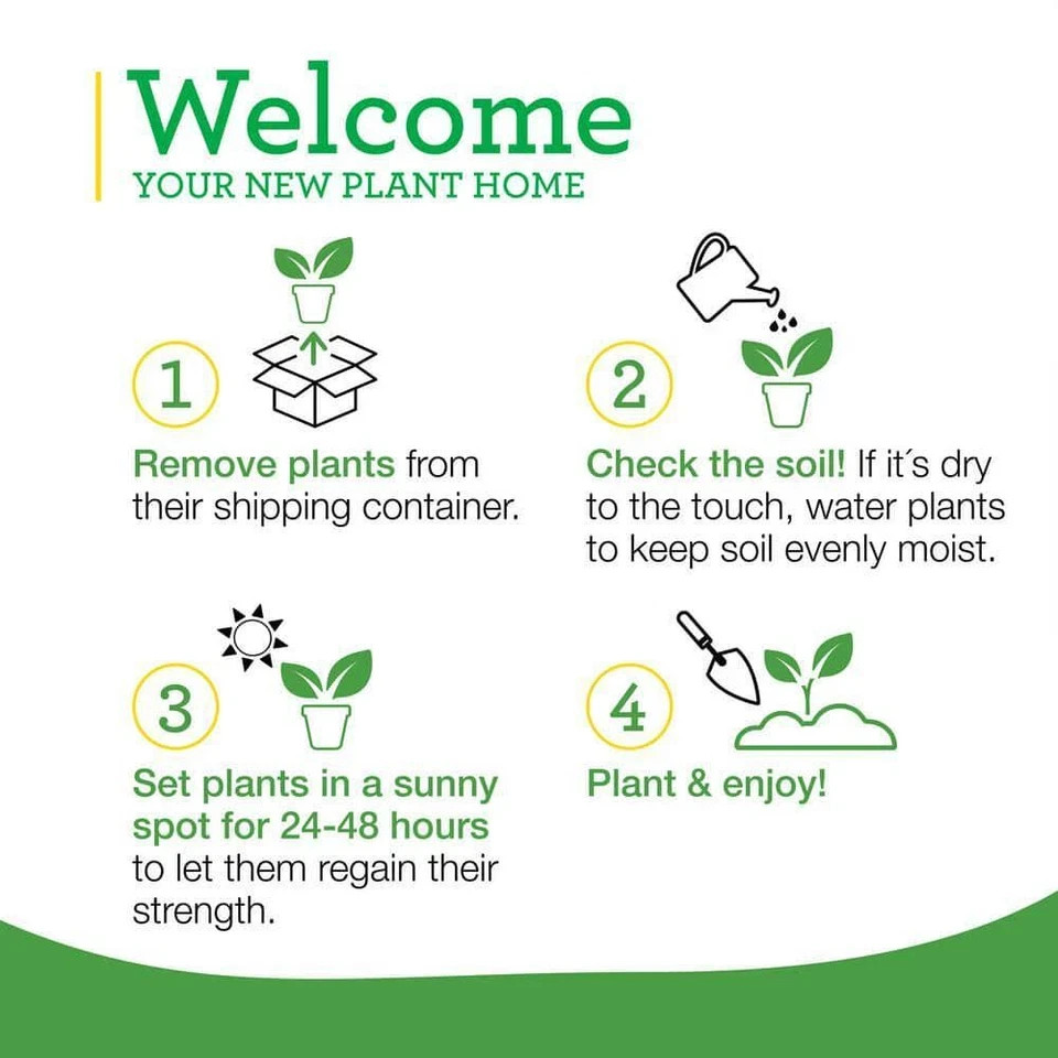 2-Pack 19 Oz. Pineapple Sage Herb Plants for Cooking and Aromatherapy