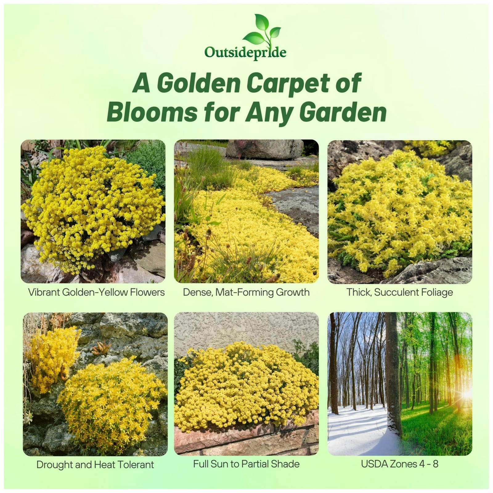 Acre Sedum Seeds – 5000 Pcs Perennial Ground Cover Seeds for Planting, Cold-H…