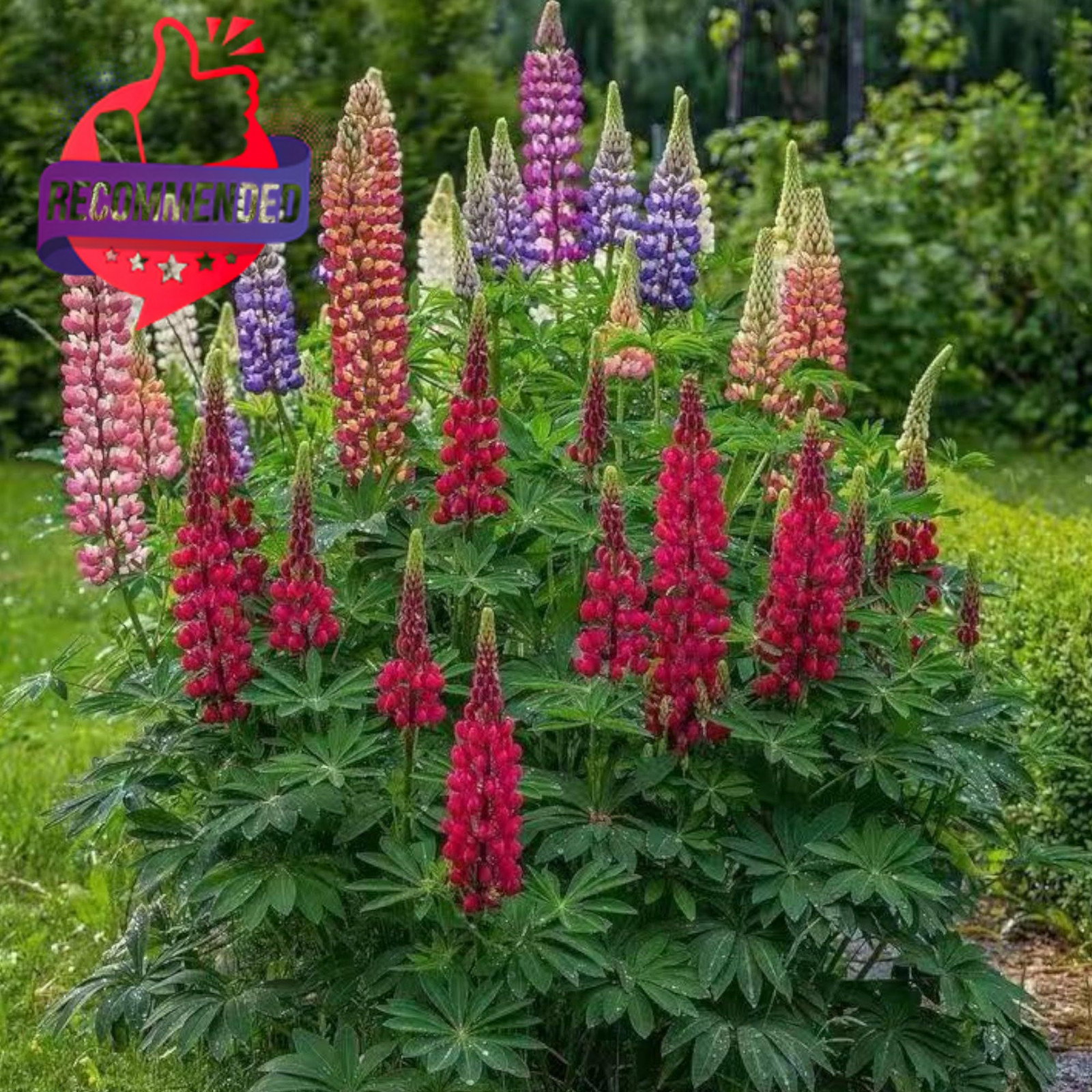 Lupine Flower Seeds – Colorful Perennial Blooms, Multi‑Color Variety, 100 Seeds