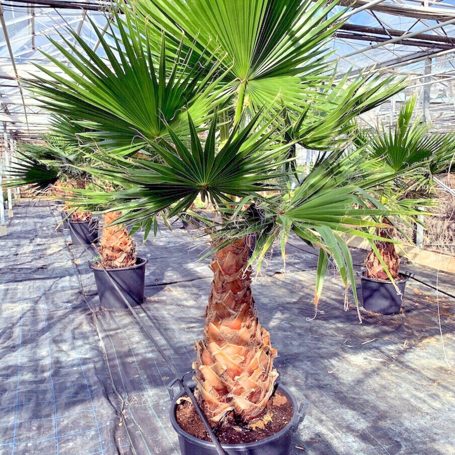 10 Mexican Fan Palm Tree Seeds (Washingtonia robusta) Tropical Exotic Cold Hardy