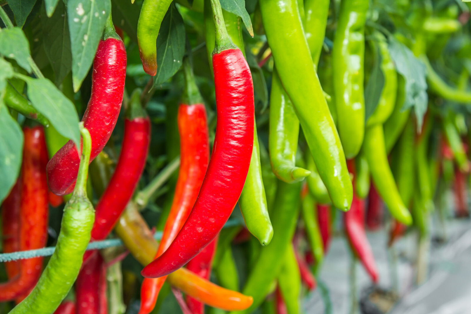 100 BIG JIM PEPPER Green to Red Big 12″ Chili Mild Heat Capsicum Vegetable Seeds