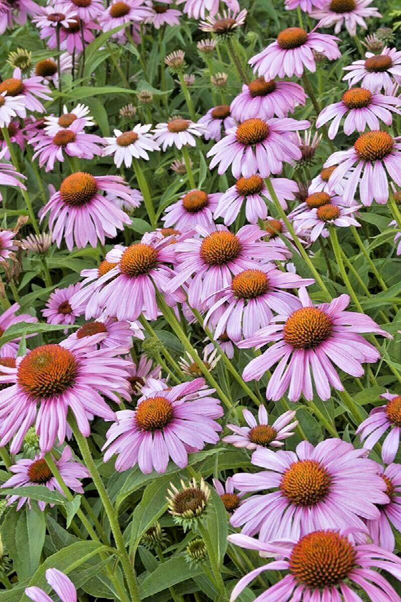 30 MANGUS PURPLE CONE FLOWER SEEDS – Echinacea purpurea ‘Magnus’
