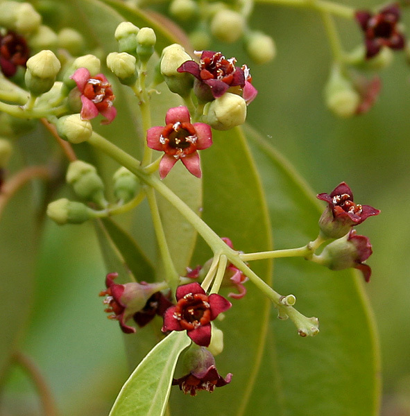 Santalum album White Sandalwood or Chandana 5 seeds