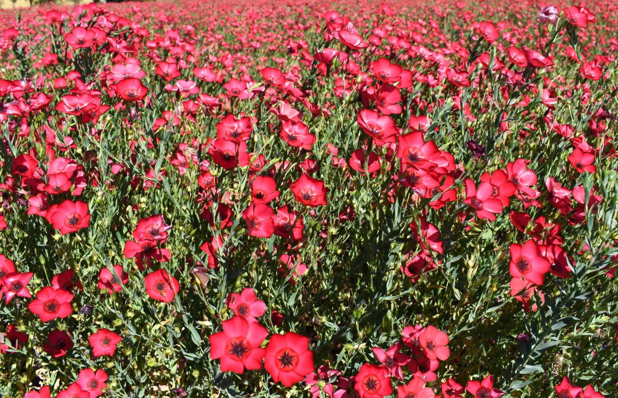 Scarlet Flax Seeds – For 2025 Planting Linum Grandiflorum Red Crimson Ruby Herb
