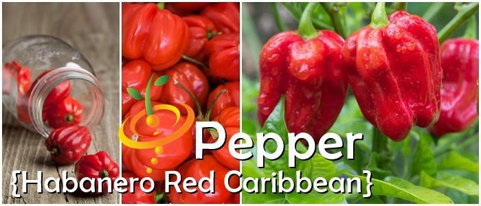 CARRIBEAN RED HABANERO PEPPER SEEDS NON-GMO