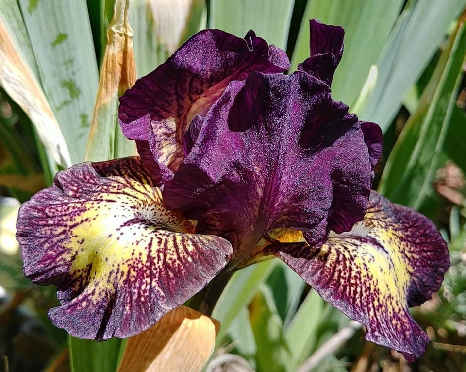 Lot of 3 Ruby Eruption Standard Dwarf Bearded SDB Iris Free Shipping Now